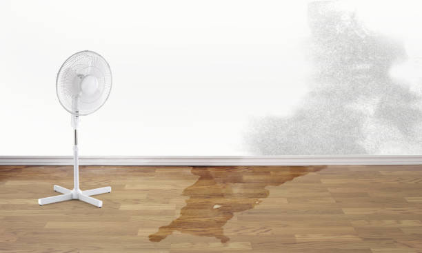 Best Carpet water damage restoration  in Carrollton, KY